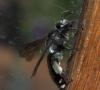 Andrena agilissima